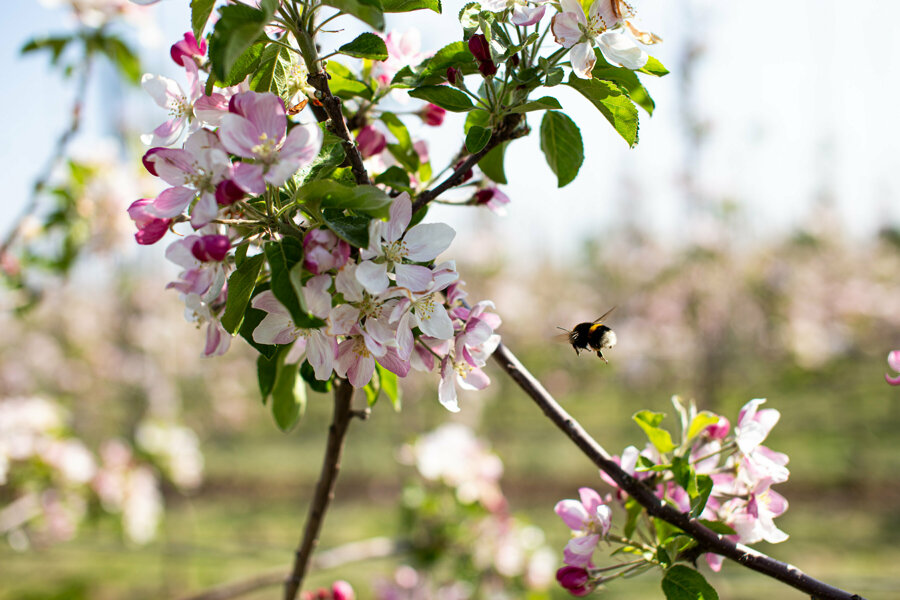 Bezige-bijen-harde-werkers-bijen-appelboomgaard-appels-bestuiven-evelina-appel.jpg