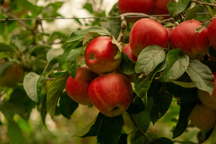 Van Kessel Fruit - Evelina-1575.jpg