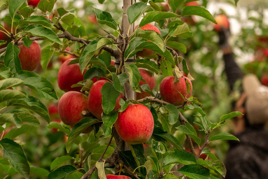 Van Kessel Fruit - Evelina-0770.jpg