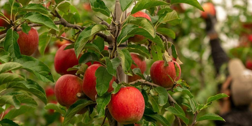 Van Kessel Fruit - Evelina-0770.jpg