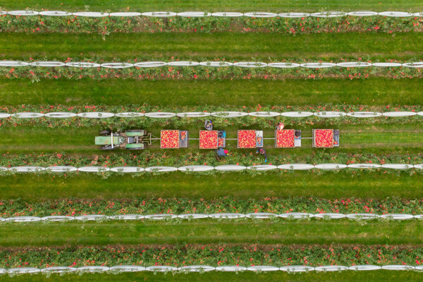 Van Kessel Fruit - Evelina-0910.jpg