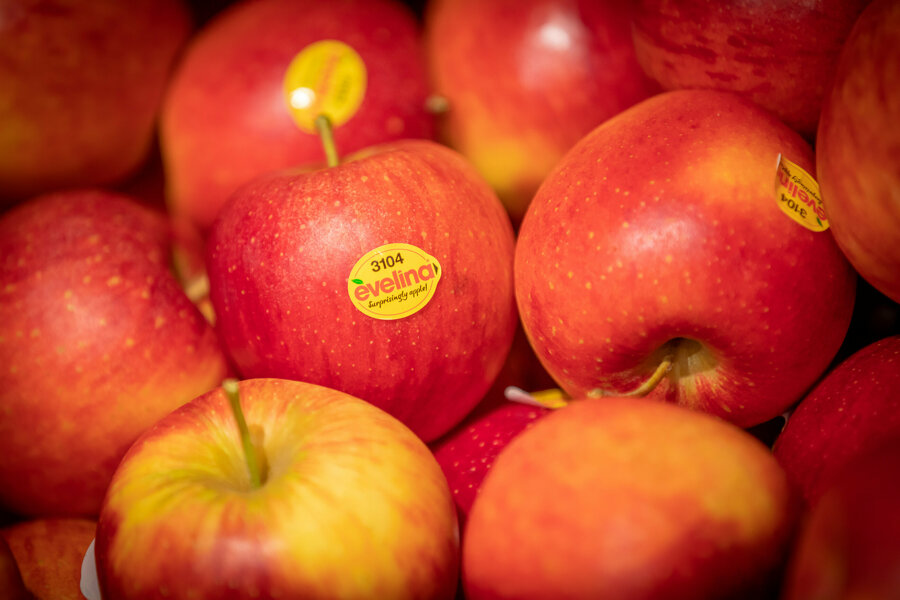 evelina apfel_MG_1194.jpg