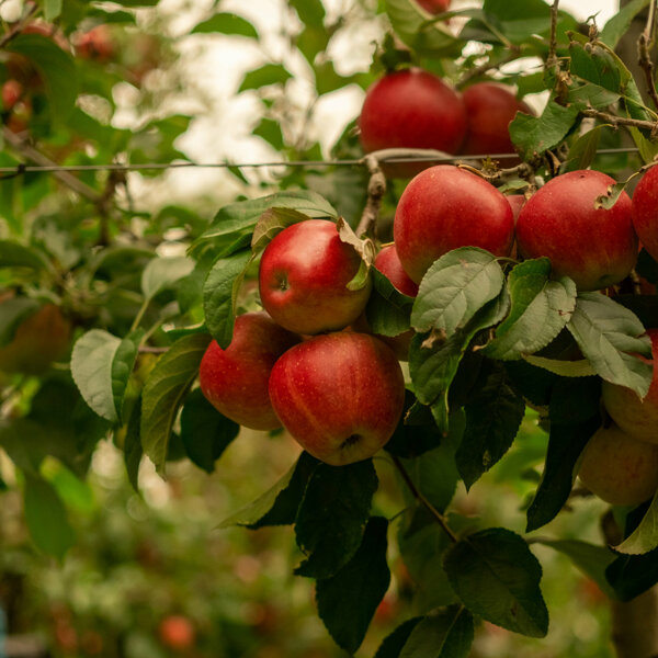 Van Kessel Fruit - Evelina-1575.jpg