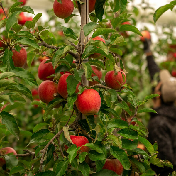 Van Kessel Fruit - Evelina-0770.jpg