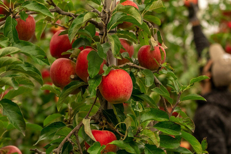 Van Kessel Fruit - Evelina-0770.jpg