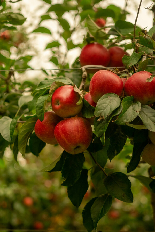 Van Kessel Fruit - Evelina-1575.jpg